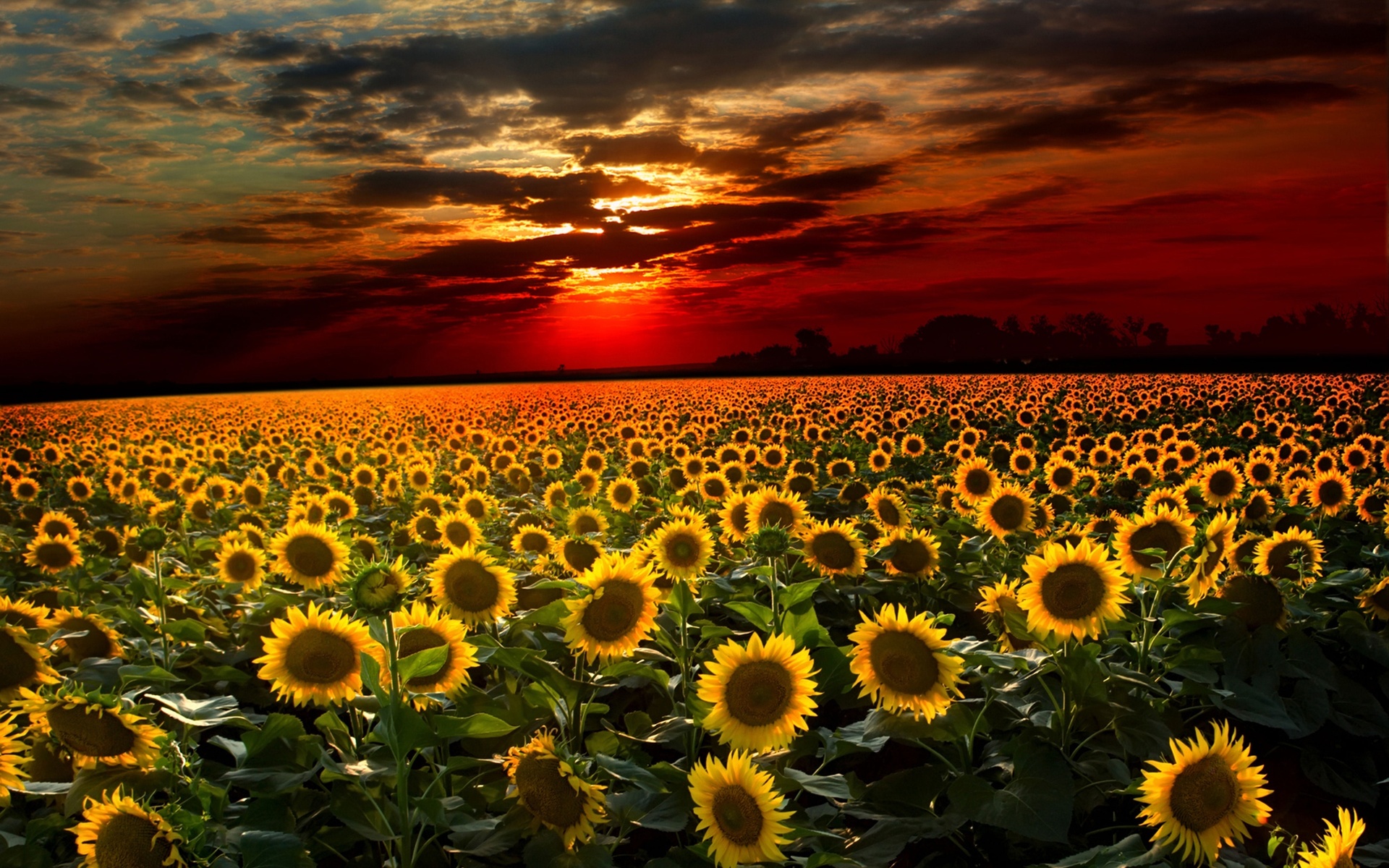 sunset, Field, Sunflowers, Landscape Wallpaper