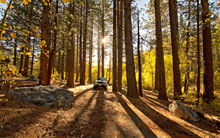 trees, Forest, Redwood, Toyota, Tacoma, Sunlight, Trucks HD Wallpaper Desktop Background