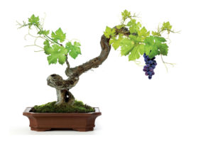 vine, Grapes, White, Leaves