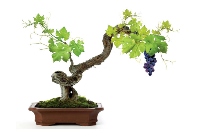 vine, Grapes, White, Leaves HD Wallpaper Desktop Background