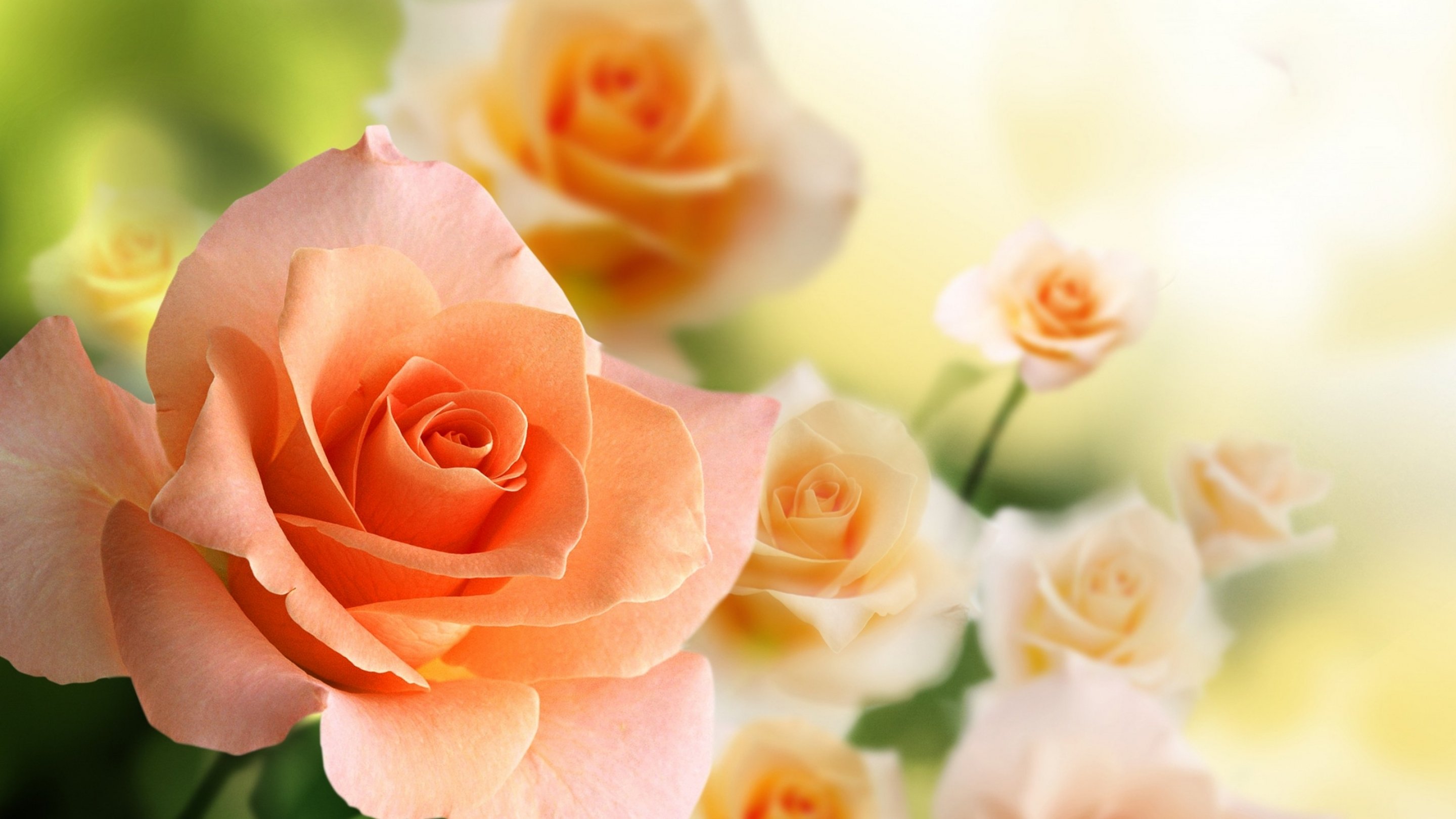 rose, Flowers, Flower, Roses, Bokeh, Landscape, Nature, Garden Wallpaper