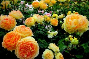 rose, Flowers, Flower, Roses, Bokeh, Landscape, Nature, Garden