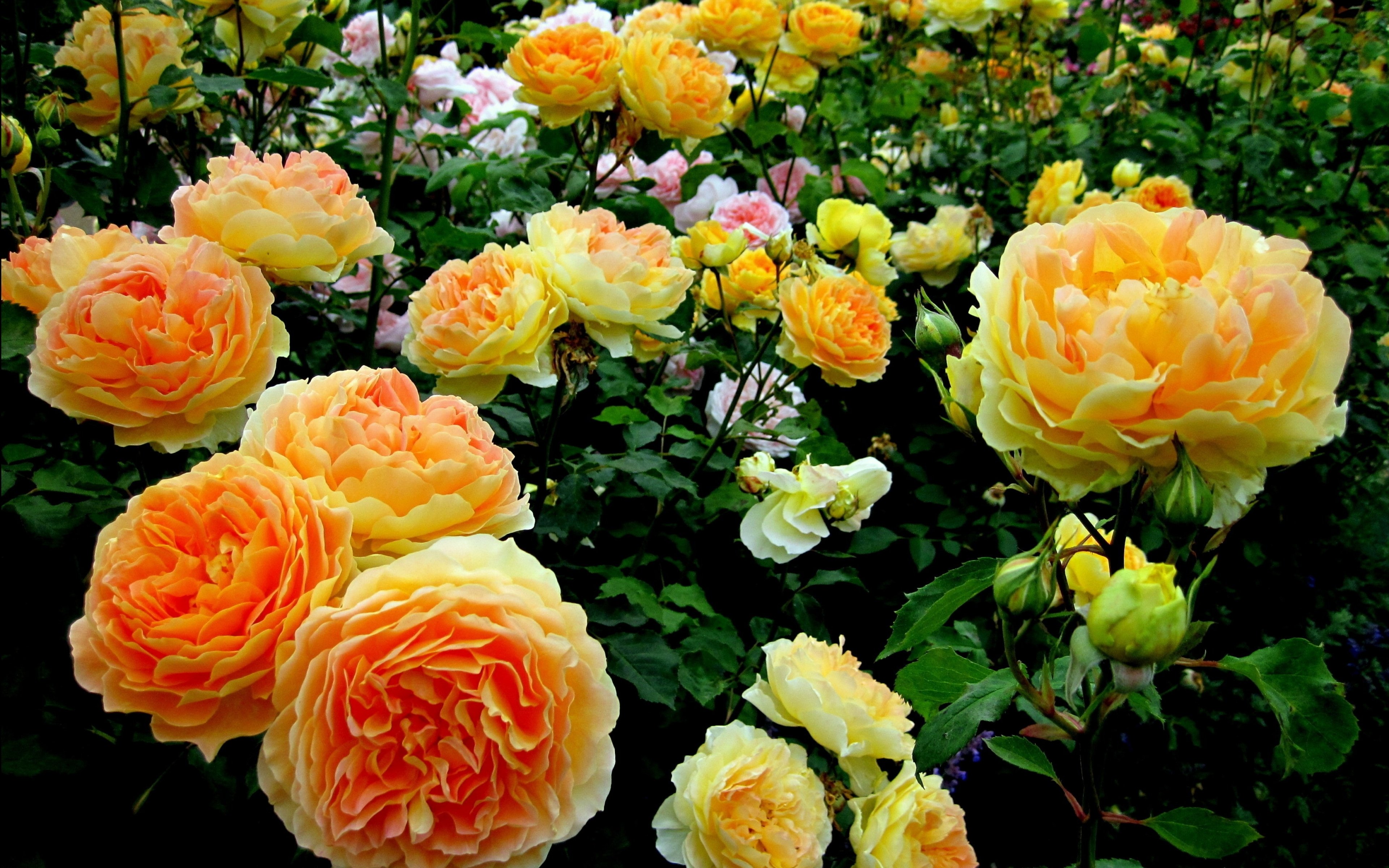 rose, Flowers, Flower, Roses, Bokeh, Landscape, Nature, Garden Wallpaper