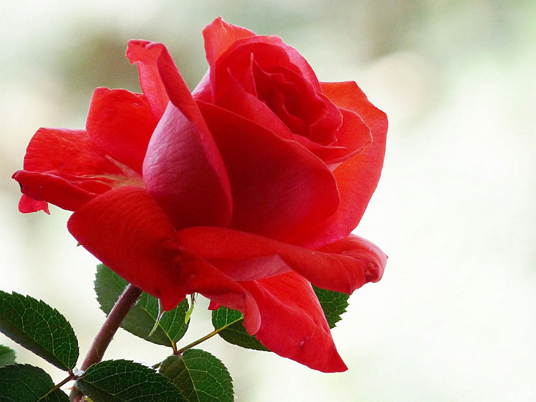 rose, Flowers, Flower, Roses, Bokeh, Landscape, Nature, Garden Wallpaper