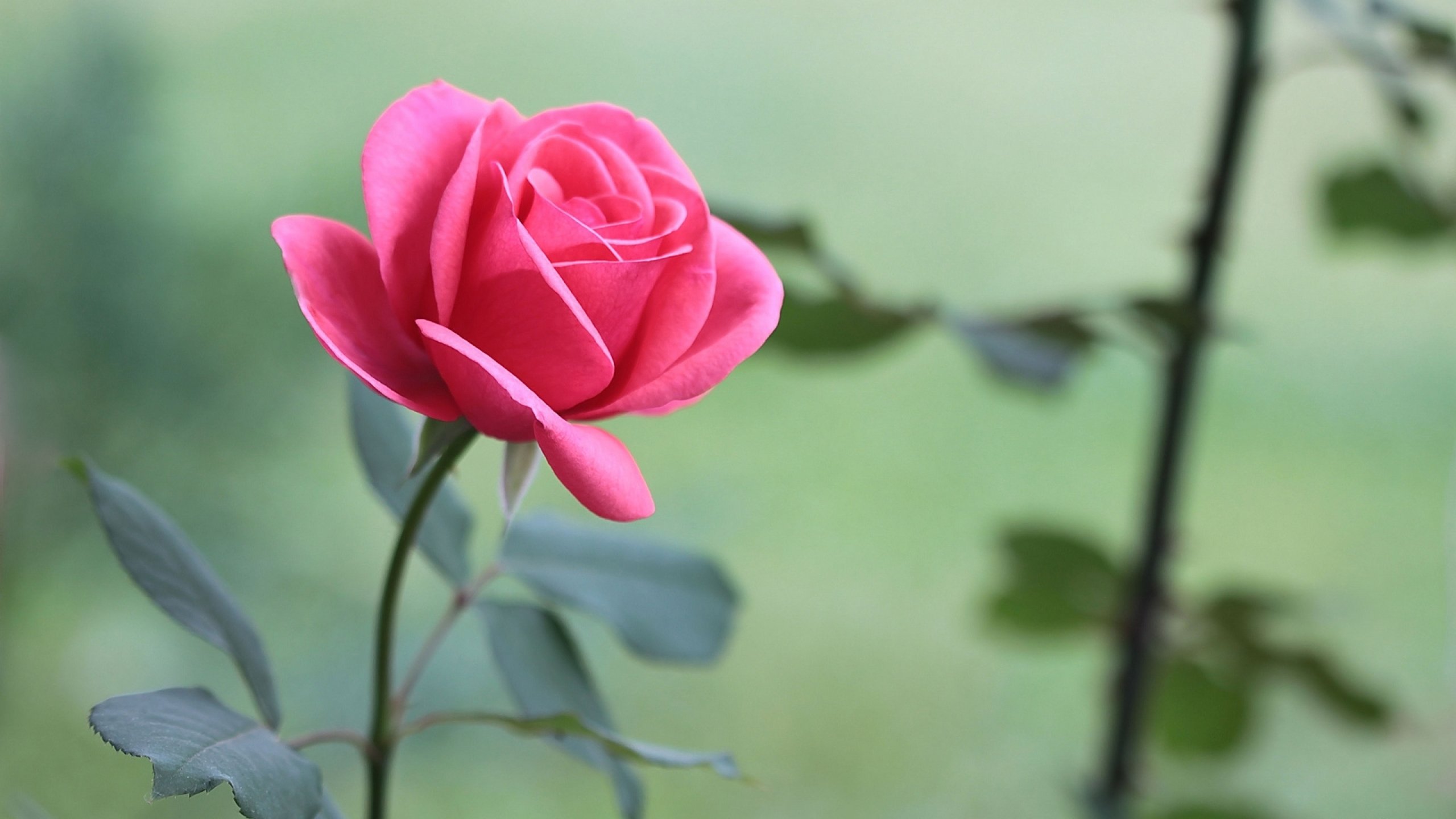 rose, Flowers, Flower, Roses, Bokeh, Landscape, Nature, Garden Wallpaper