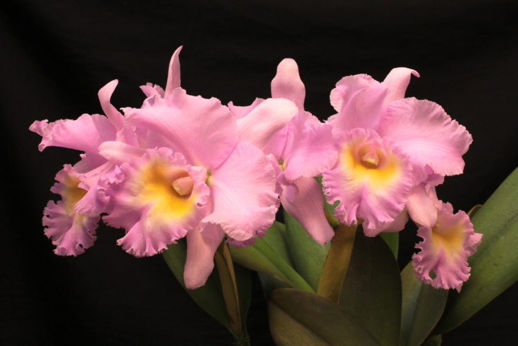 orchid, Pink, Color, Flowers HD Wallpaper Desktop Background