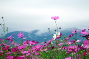 clouds cosmos flower flowers landscapes mountains