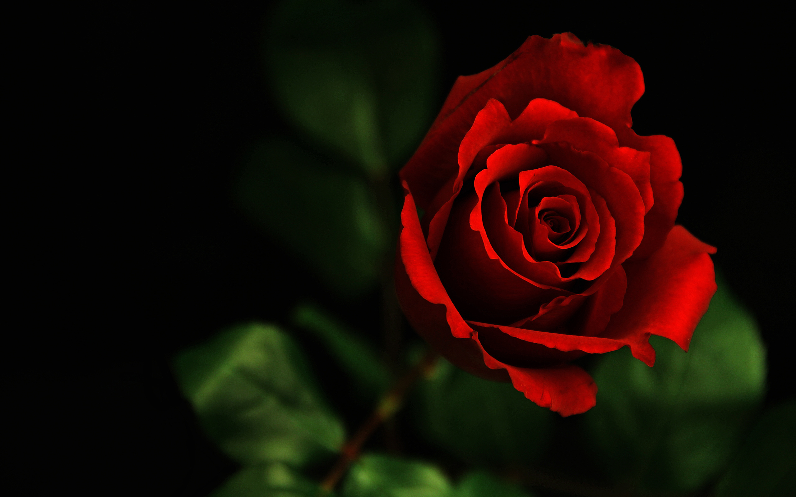 Download hd wallpapers of 68492-roses, Red, Flowers. 