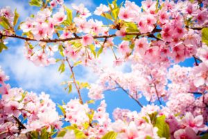 sakura, Blossom, Branch, Spring