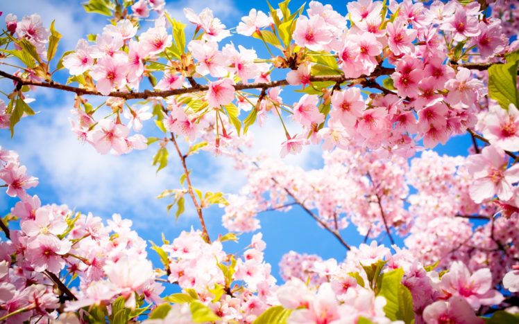 sakura, Blossom, Branch, Spring HD Wallpaper Desktop Background