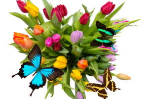 tulips, Butterflies, Flowers