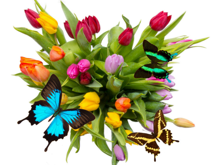 tulips, Butterflies, Flowers HD Wallpaper Desktop Background