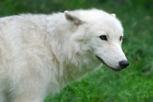 wolf, Arctic
