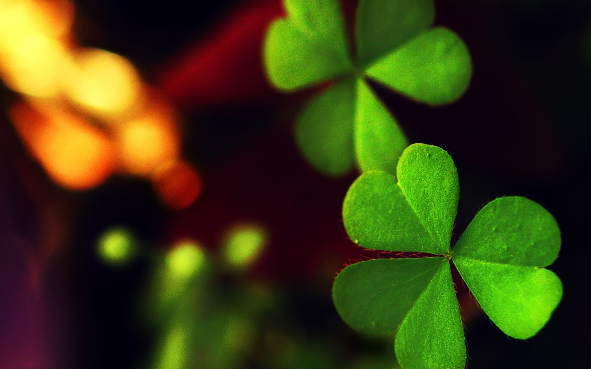 macro, Leaf, Leaf, Green, Clover Wallpaper