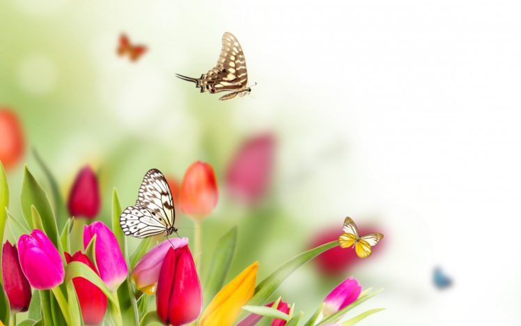 spring, Flowers, Tulips, Butterflies HD Wallpaper Desktop Background