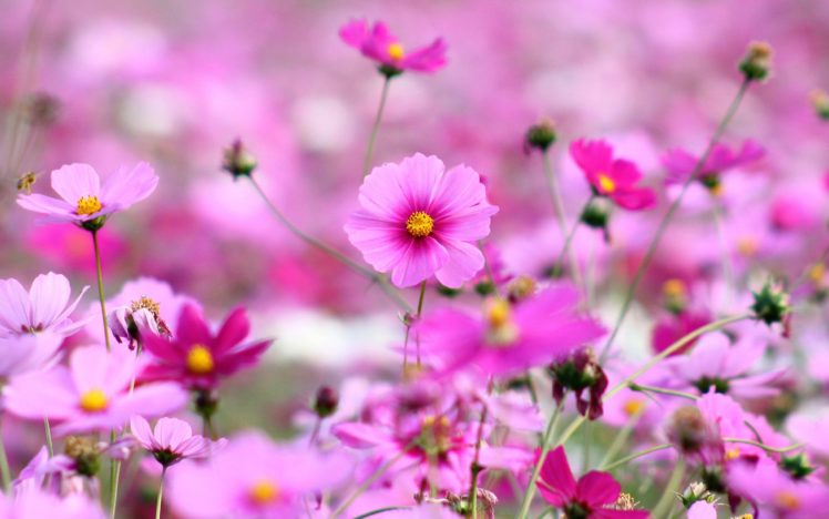 beautiful, Purple, Flowers HD Wallpaper Desktop Background
