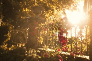 fence, Flowers, Light, Nature, Summer