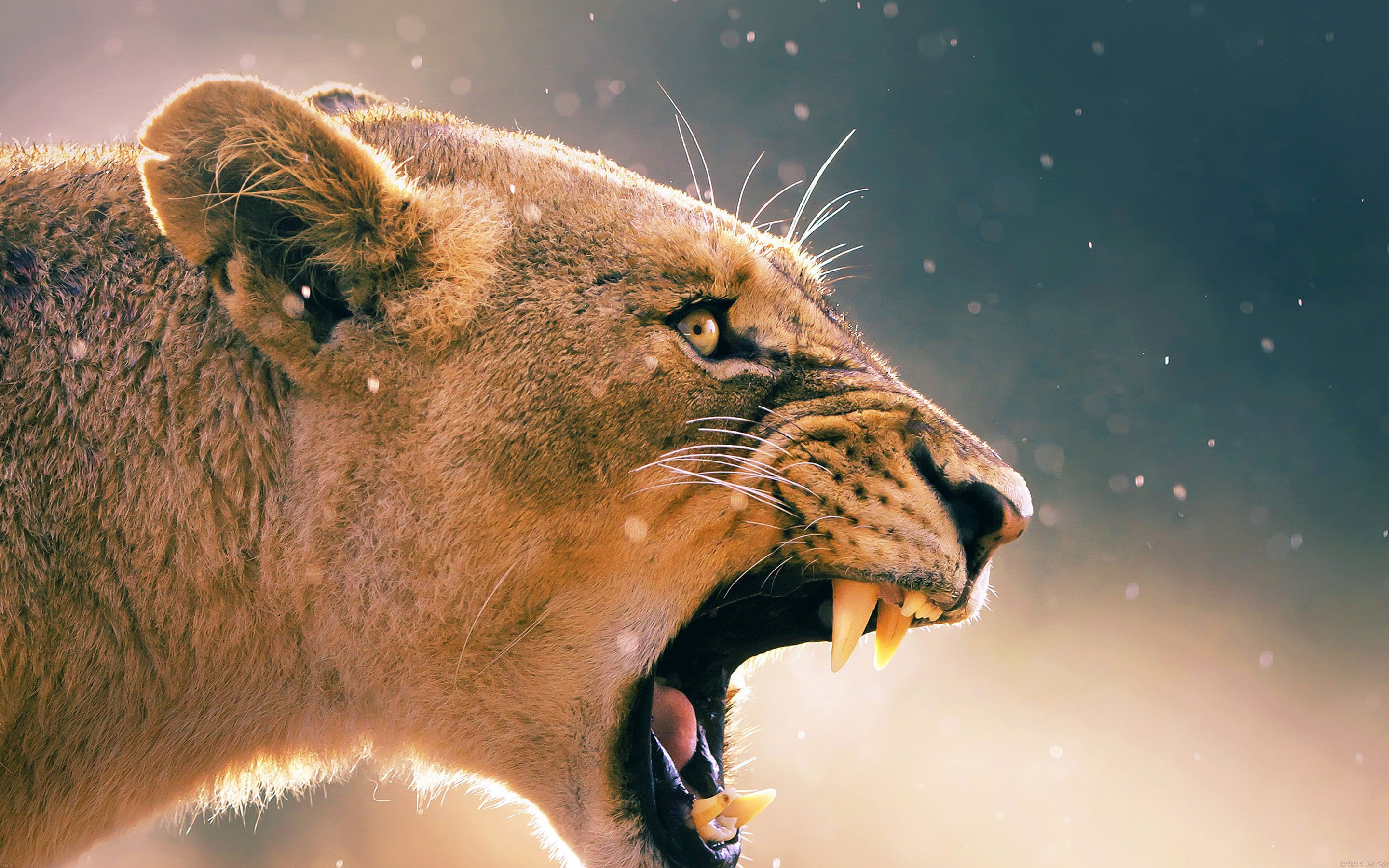 angry lion one animal Wallpaper