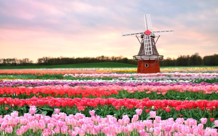 flowers, Mill, Field, Tulips, Pink, Spring, Flowers, Architecture HD Wallpaper Desktop Background