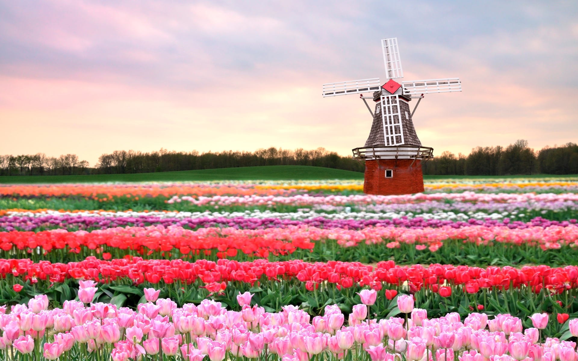 flowers, Mill, Field, Tulips, Pink, Spring, Flowers, Architecture Wallpaper