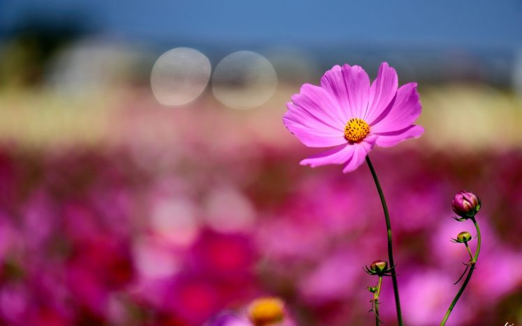 flower, Macro, Bokeh HD Wallpaper Desktop Background