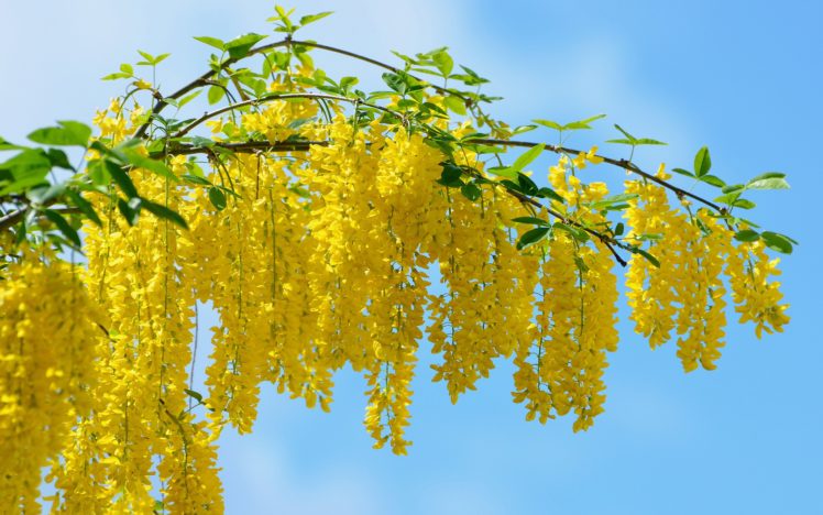 beautiful, Yellow, Flower, Blossoms HD Wallpaper Desktop Background
