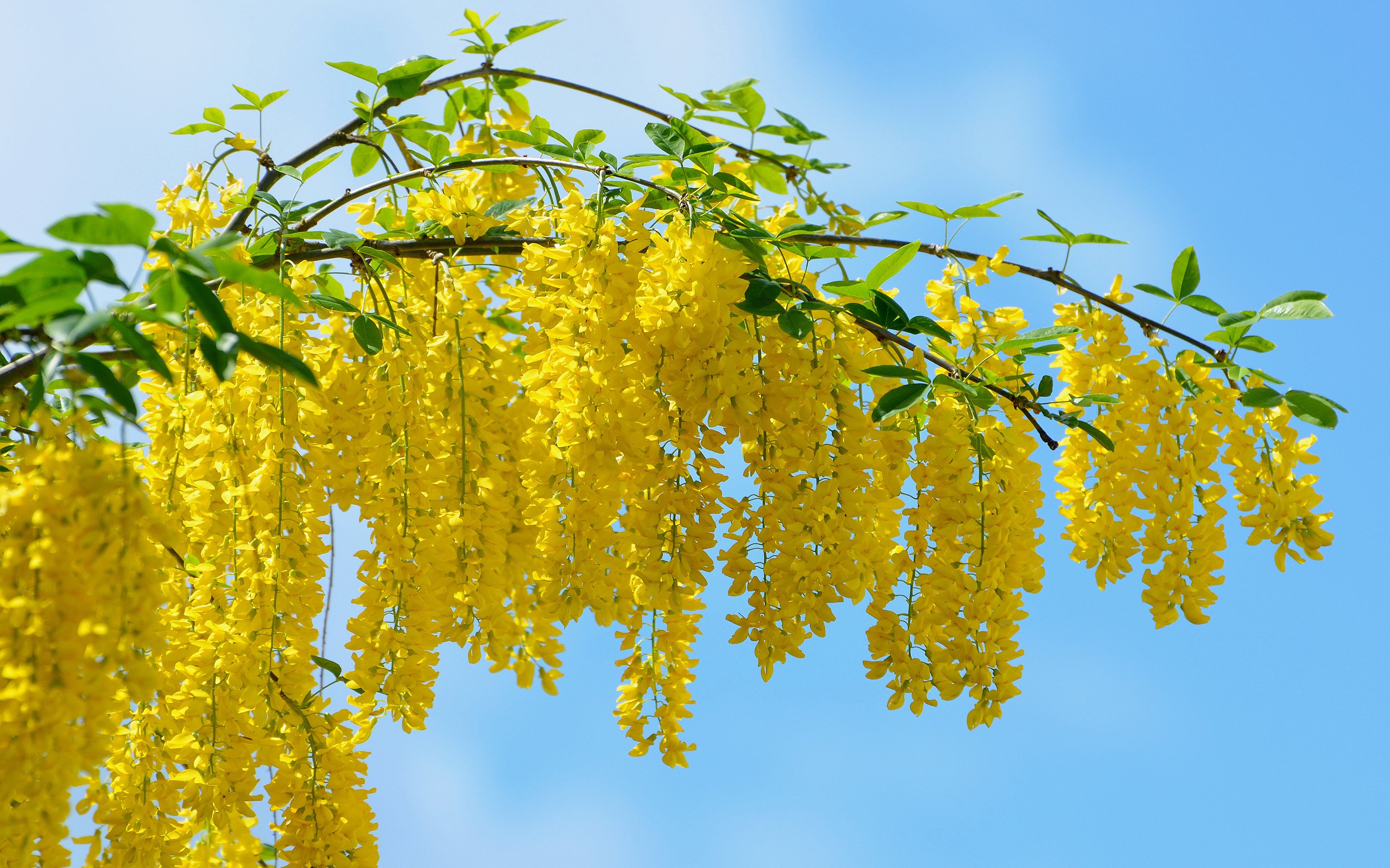 beautiful, Yellow, Flower, Blossoms Wallpaper