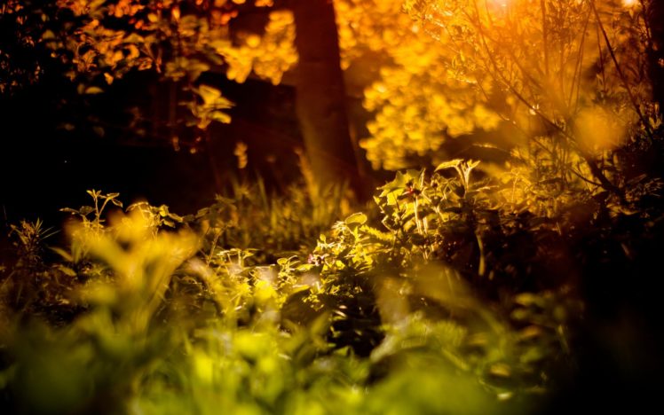 forest, Summer, Light, Nature, Autumn HD Wallpaper Desktop Background