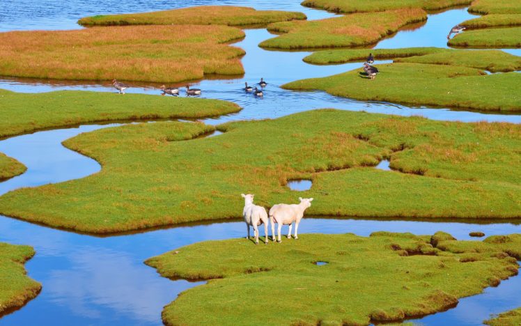 sheep, Geese, Island, Grass, Foliage, Water, Birds HD Wallpaper Desktop Background