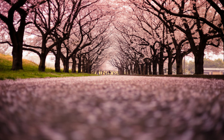 cherry, Blossom, Flowers, Tree, Path, Trail HD Wallpaper Desktop Background