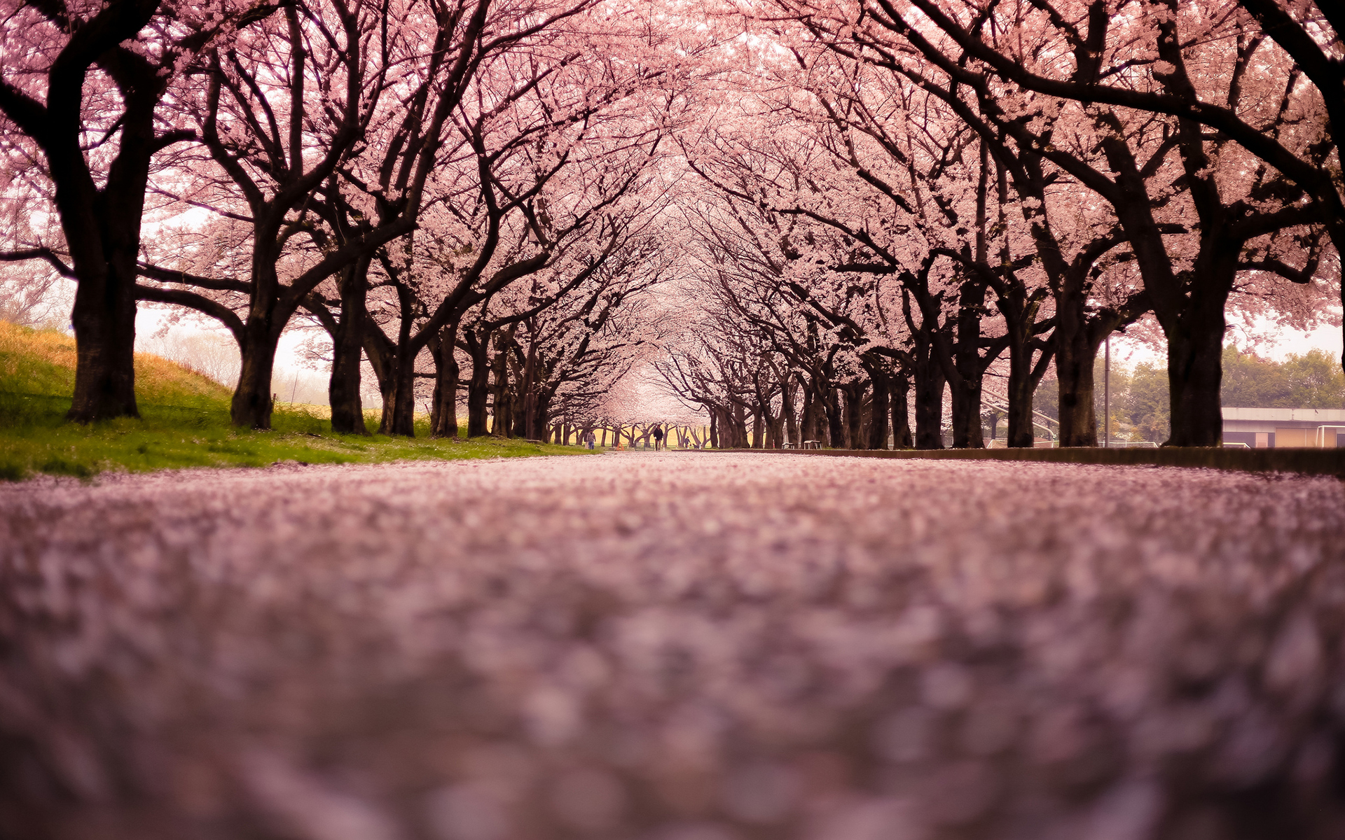 cherry, Blossom, Flowers, Tree, Path, Trail Wallpaper