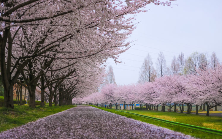 cherry, Blossom, Flowers, Tree, Path, Tree HD Wallpaper Desktop Background