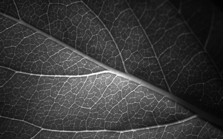 leaf, Vein, Macro, Bw HD Wallpaper Desktop Background