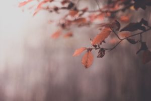 nature, Trees, Leaves, Autumn