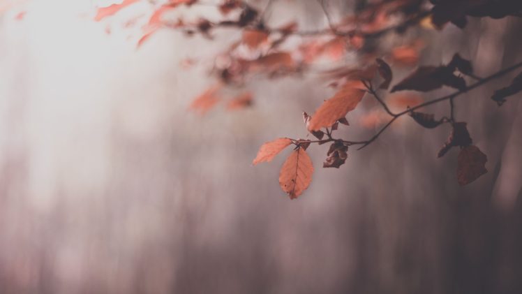 nature, Trees, Leaves, Autumn HD Wallpaper Desktop Background