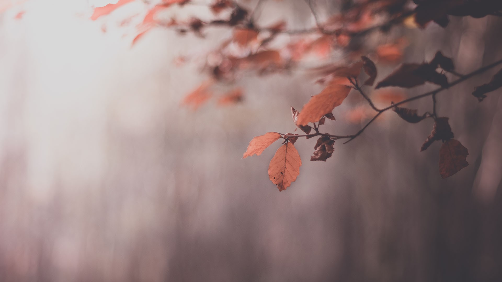 nature, Trees, Leaves, Autumn Wallpaper