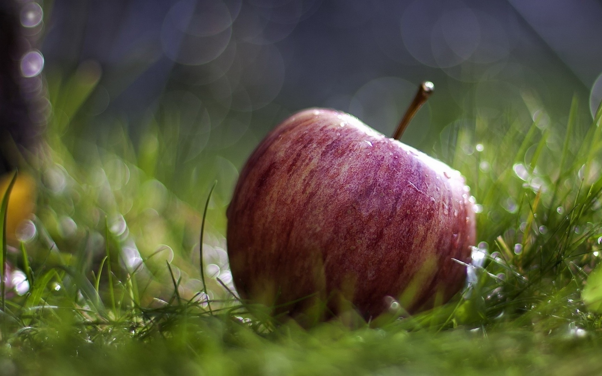 apple, Grass, Drops Wallpaper