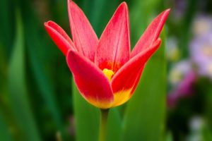 bud, Red, Flower, Tulip