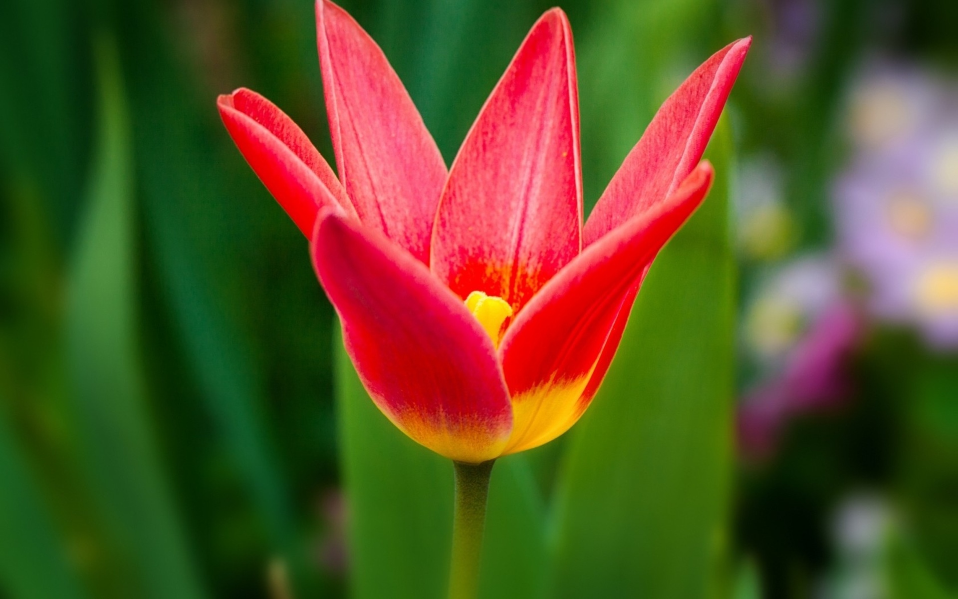 bud, Red, Flower, Tulip Wallpaper