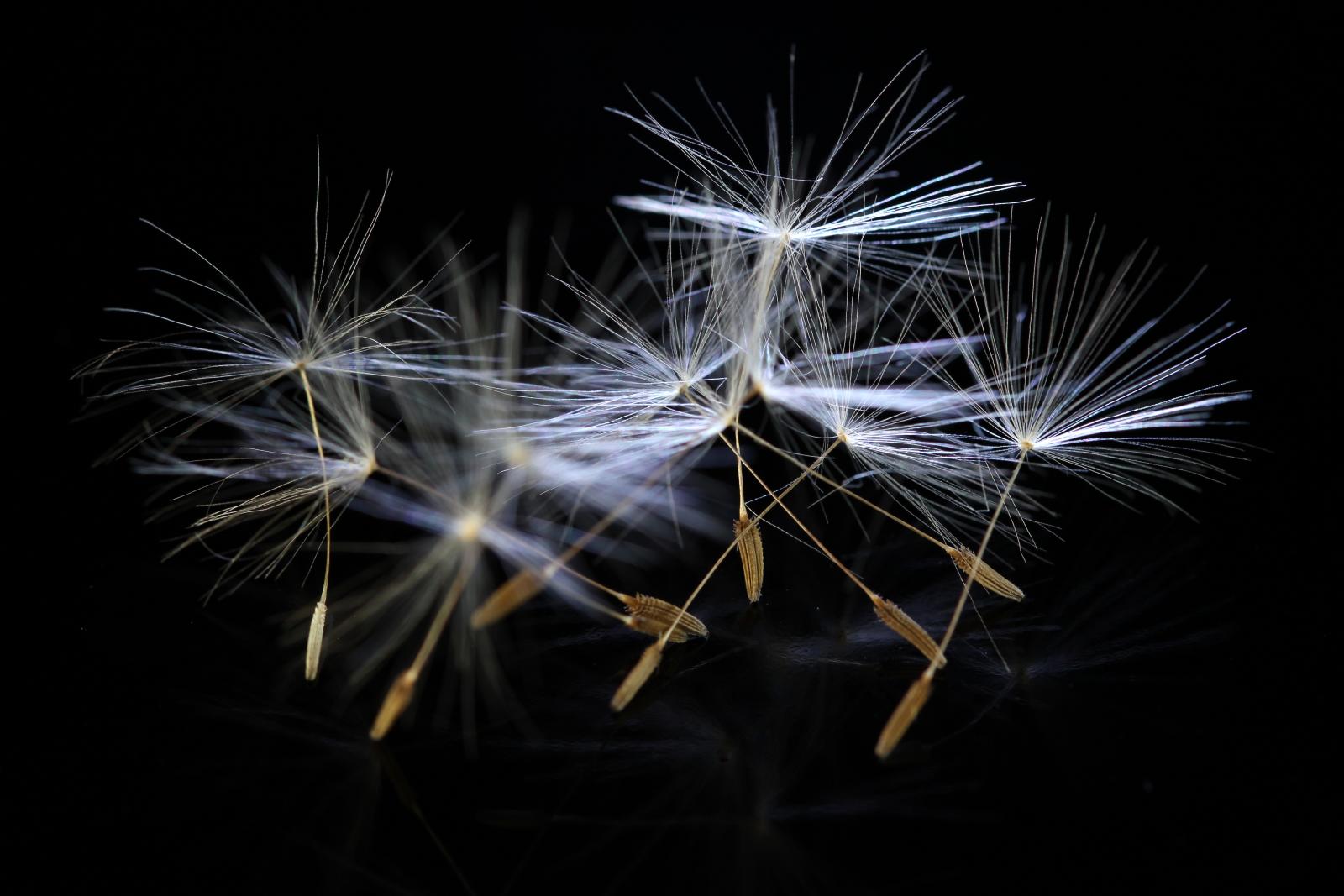 dandelion, Seeds, Macro Wallpaper