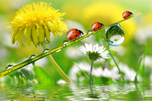 dandelions, Ladybugs, Drops, Nature, Flowers