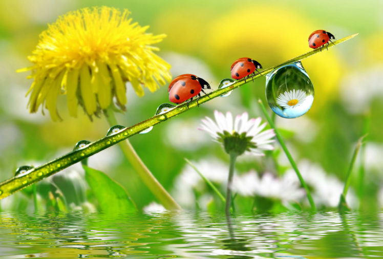 dandelions, Ladybugs, Drops, Nature, Flowers HD Wallpaper Desktop Background