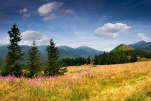 field, Mountains, Trees, Spruce, Trees, Grass, Flowers, Slope, Sky, Clouds, Nature, Flowers
