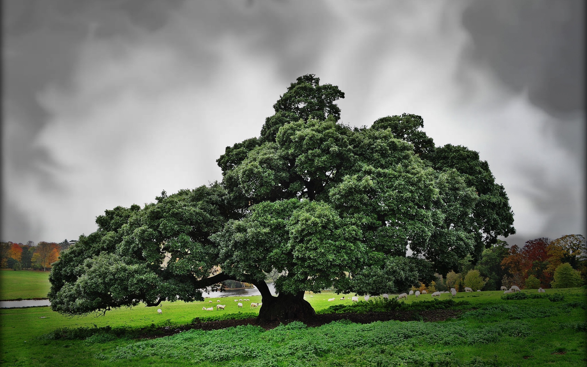 field, Tree, Sheep, Clouds, Landscape Wallpaper