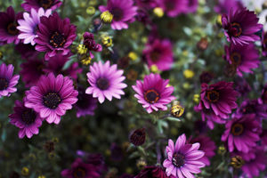 flower, Macro, Purple
