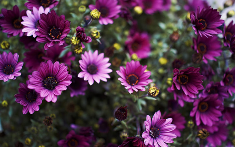 flower, Macro, Purple HD Wallpaper Desktop Background