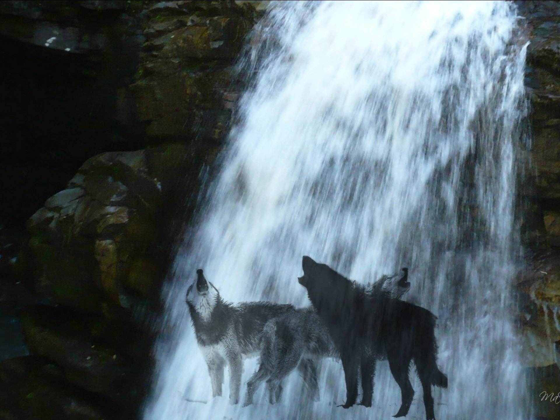 fantasy, Original, Art, Artistic, Artwork, Wolf, Wolves Wallpaper