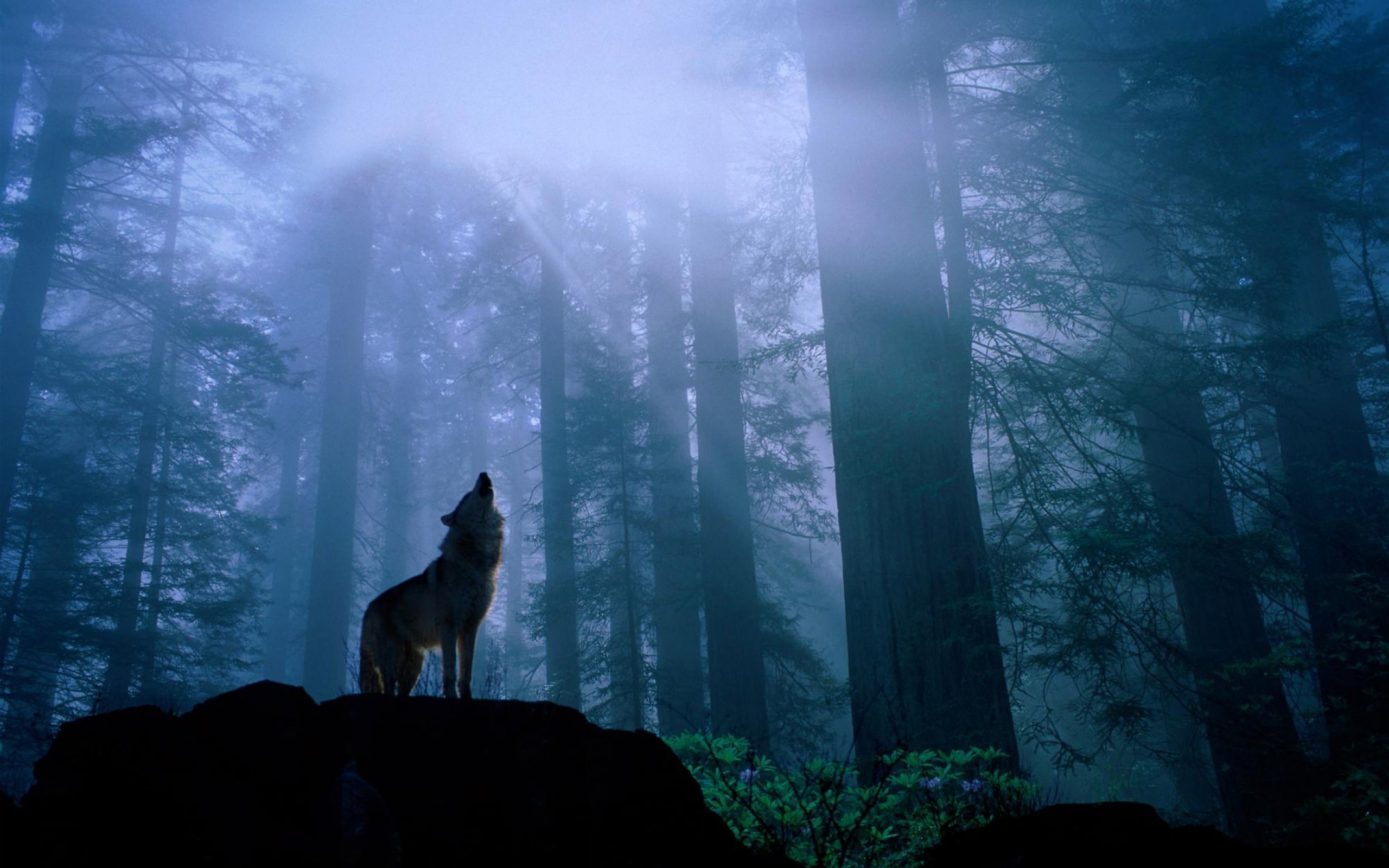 fantasy, Original, Art, Artistic, Artwork, Wolf, Wolves Wallpaper