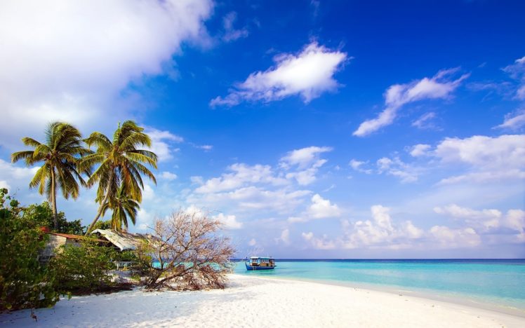 sea, Beach, Palm, Trees, Landscape HD Wallpaper Desktop Background