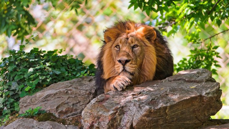 lion, King HD Wallpaper Desktop Background